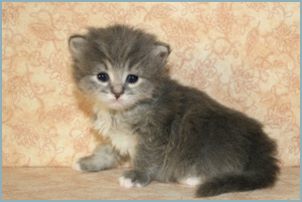 Female Siberian Kitten from Deedlebug Siberians